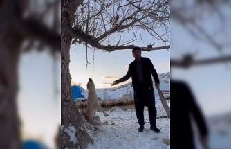 Köpeği zincirle ağaca asarak öldüren şahıs gözaltına alındı