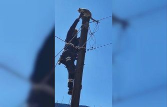 Köpeklerden korkup elektrik direğine çıkan kedi kurtarıldı