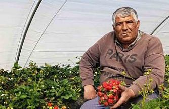 Köprübaşı çileği altın sezonunu yaşıyor