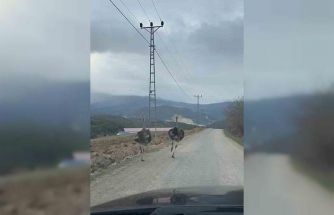 Köy yolunda koşan deve kuşları kameraya yansıdı