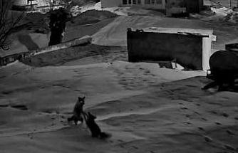 Köye inen tilkiler birbirine girdi, o anlar kameraya yansıdı