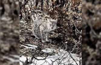 Köyün içerisine giren vaşak görüntülendi