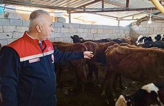 Kumlu’da yerli ırk hayvanlarla büyükbaş yetiştiriciliği yapan işletme incelendi