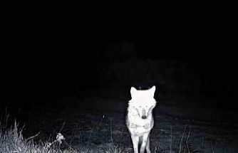 Kurt, çakal, karaca ne ararsan var, yaban kedisi bile var