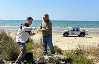 Kuşadası’nda deniz kaplumbağası ölümleri artıyor: Bir haftada 7 kayıp