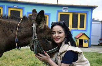 Kuşadası’ndan saplandığı çamurdan kurtarılan eşek koruma altına alındı