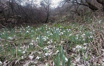 Kütahya Murat Dağı’nda kardelen koparmanın cezası 699 bin 245 TL