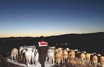 Kütahya’da kaybolan hayvanları jandarma dronla buldu