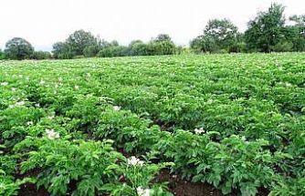 Kütahya’da patates üreticilerine ’Bitki Pasaportu’ uyarısı