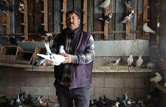 Kuzeninin 7 yaşındayken kendine verdiği güvercinle başlayan hevesini 45 yıldır yaşatıyor