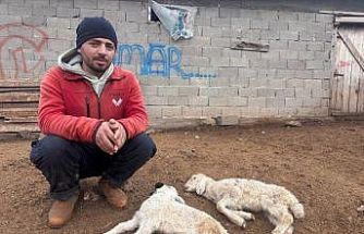 "Kuzu Septisemisi" yeni doğan kuzuları telef ediyor