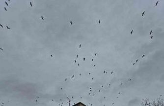 Leyleklerin gökyüzündeki dansı görsel şölen oluşturdu