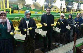 Limonda hasat sonu: Kadınların yoğun mesaisi sürüyor