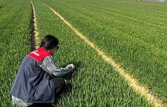 Lüleburgaz ve Pehlivanköy’de hububat tarlaları mercek altında