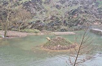 Mahsur kalan köpeği itfaiye ekipleri kurtardı