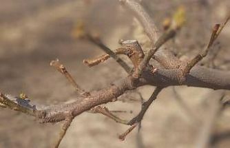 Manisa’da meyve ağaçlarına ateş yanıklığı uyarısı
