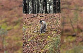 Mantar aramak için çıktığı doğada maymun buldu