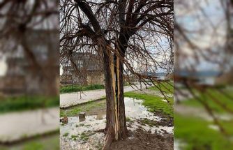 Mardin’de yıldırımın isabet ettiği ağaç ikiye bölündü