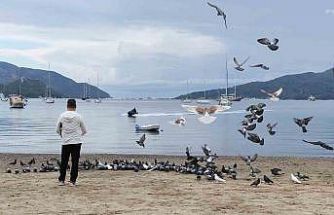 Marmaris’te güvercinler kışın boşalan sahili mesken tuttu