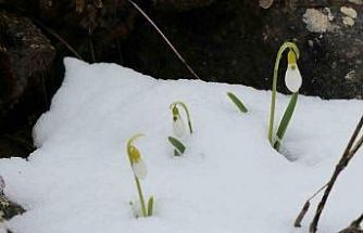 Mart karı kardelenleri yeniden beyaza bürüdü