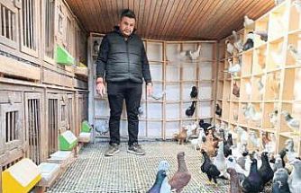 Memurluğu bırakıp güvercin yetiştiricisi oldu, otomobil fiyatına satıyor