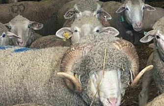 Milyonluk koçun kuzuları için bugünden sıraya girdiler