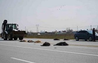 Muş-Bingöl karayolunda SUV tipi araç keçi sürüsüne çarptı: 10 hayvan telef oldu