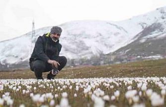 Muş Ovası’nda çiğdemler yeniden yüzünü gösterdi