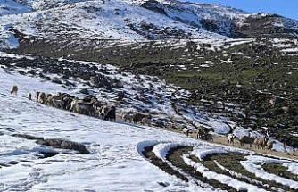 Muş’ta besiciler baharı beklerken yeniden kışa geldi