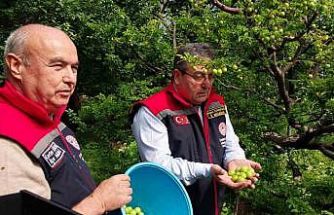 Mut’ta örtü altı erik hasadı başladı