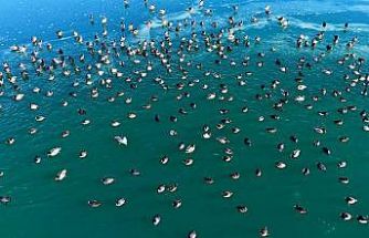 Nazik Gölü’nde ördekler görsel şölen oluşturdu