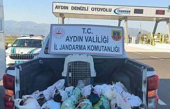 Nazilli’de tavus kuşu operasyonu