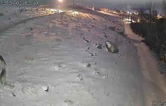 Niğde’de aç kalan kurtlar köye indi