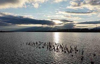 Niğde’deki Akkaya Barajı’nda flamingo şöleni başladı
