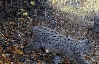 "Ormanın Hayaleti" vaşak güvenlik kamerasına yansıdı