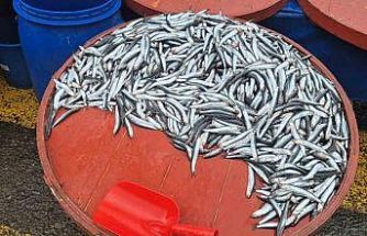 Pazarda hamsinin kilosu 200 liraya çıktı