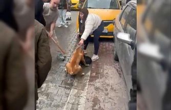 Pitbull saldırısı kameraya yansıdı: Köpek barınağa alındı