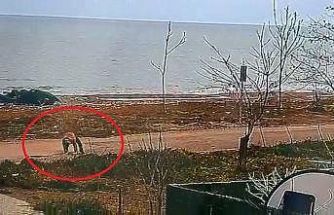 Polisten kaçan 16 yıllık hükümlü yere düşünce yakalandı