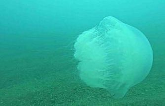 Poyraz, Akdeniz’deki en büyük denizanası türünü Antalya Körfezi’ne soktu