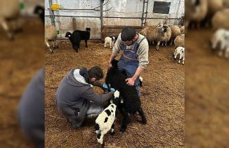 Refahiye’de hayvan sağlığı için sahadalar