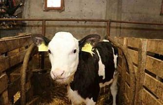 Samsun’da ari işletme sayısı artıyor