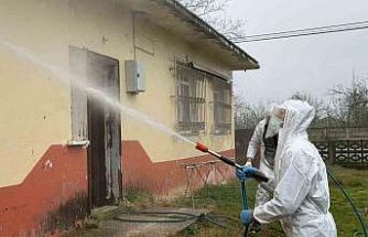 Samsun’da kokarca zararlısına karşı mücadele sürüyor