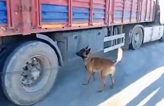 Şanlıurfa’da narkotik köpeği milyonluk uyuşturucu sevkiyatına geçit vermedi