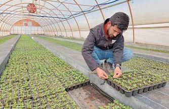 Şanlıurfa’da seralarda 400 bin yazlık çiçek üretiliyor