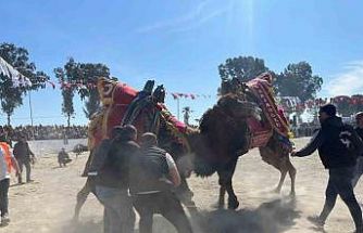 Şap karantinası kalktı, deve güreşleri İncirliova’da başladı