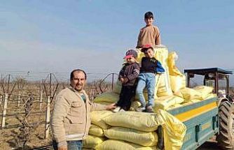 Sarıgöl bağlarında gübreleme çalışmaları başladı