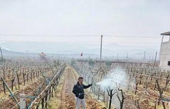 Sarıgöl’de ölü kol hastalığıyla mücadele başladı