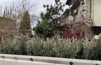 Sarıgöl’de Trilye zeytin fidanına yoğun ilgi