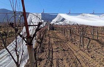 Sarıgöl’de üzüm bağları doluya karşı fileyle korunuyor