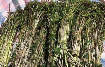 Sarıgöl’de yaban otları paraya dönüştü